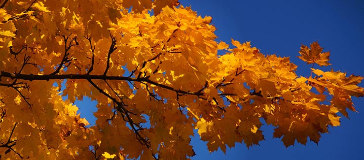 Dying trees from poor care techniques