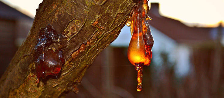 Tree infected with bacterial wetwood leaking sap