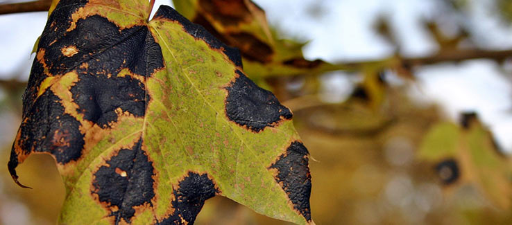 Tree leaves turning black from disease