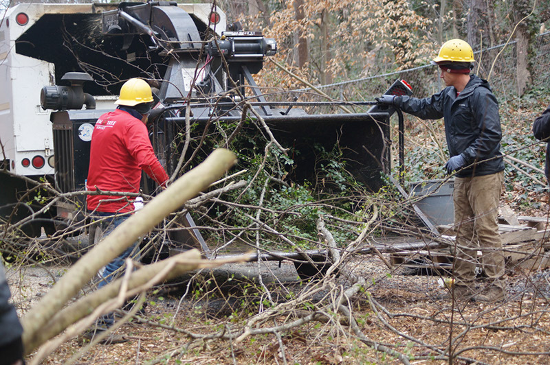 tree cutting service atlanta ga