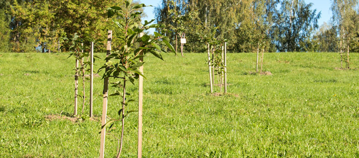 Staking young trees in backyard