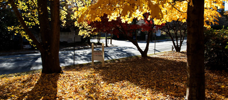 Residential trees in front yard Atlanta Ga