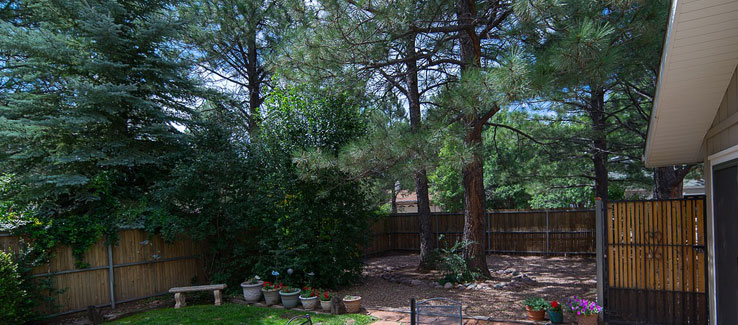 Mature trees in backyard landscape