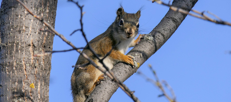 Trees provide habitat and refuge to urban wildlife