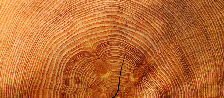 The number of tree rings can reveal the age of a tree