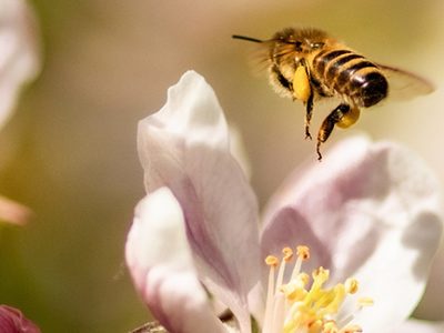 The best trees for pollinators include apples in bloom