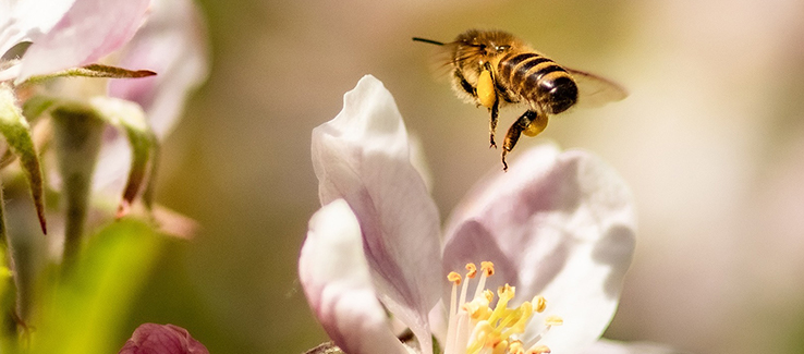 The best trees for pollinators include apples in bloom