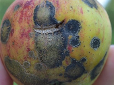 apple scab