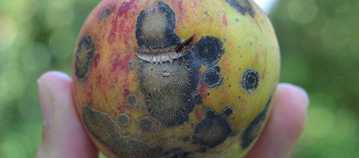 apple scab