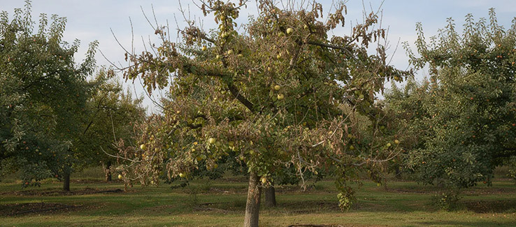 apple tree with a thinning canopy, showing signs of stress