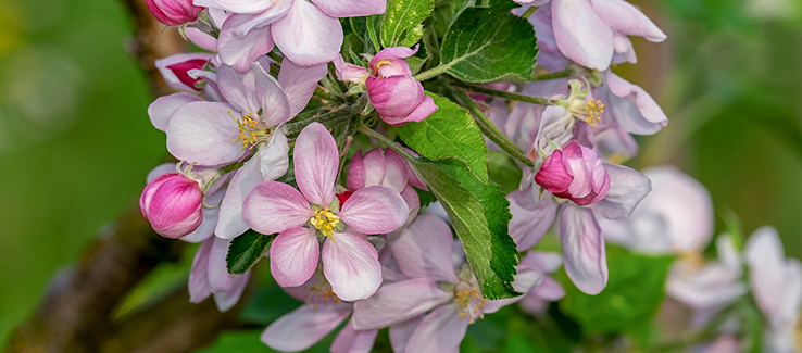 The best trees for pollinators include apple