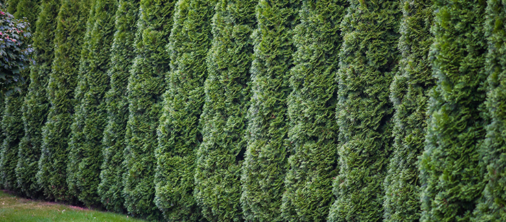 Excellent trees for privacy screens include arborvitae