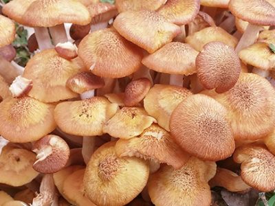 Armillaria fungi produces honey mushrooms and causes root rot