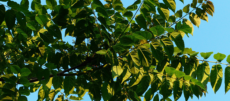 Ash trees have symmetrical branching patterns