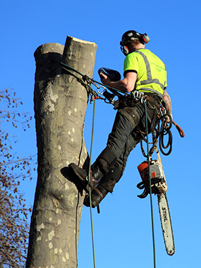 atlanta tree removal services