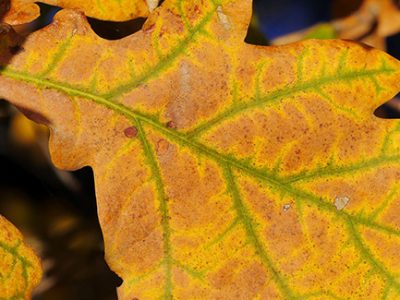 bacterial leaf scorch is one of many oak tree quercus diseases