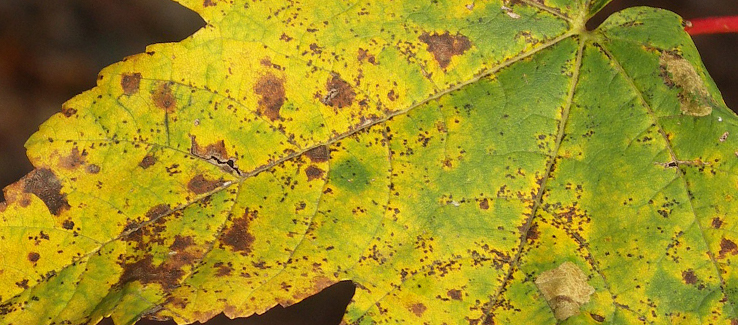 Bacterial leaf spot infections can lead to secondary infections and infestations weakening the tree