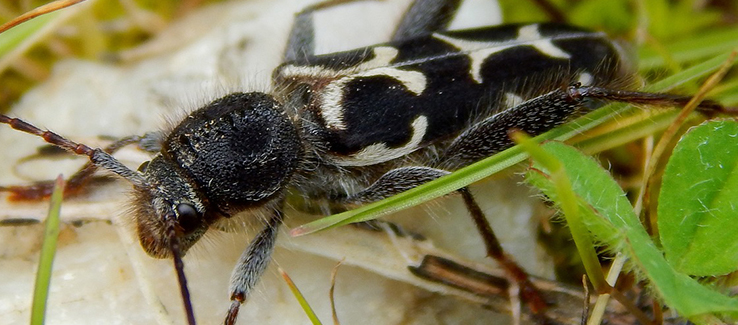 Pests like the banded ash borer damage ash tree species by their boring habit and transmitting diseases