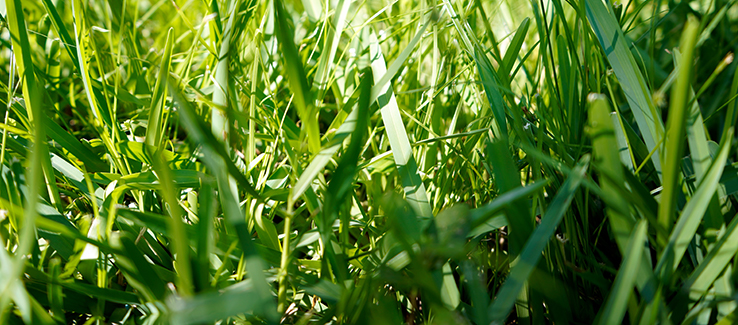 Components of an Atlanta Georgia landscape include grass species like bermuda