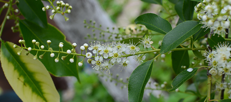 The best trees for pollinators include black cherry