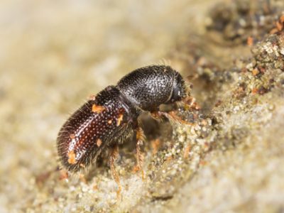 Tree boring ambrosia beetle infestation