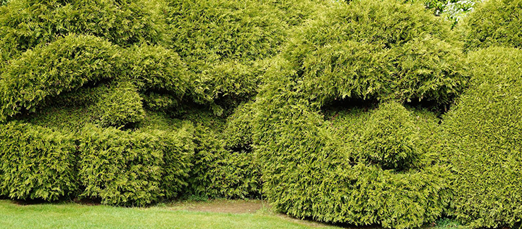 Components of an Atlanta Georgia landscape include bushes like boxwood