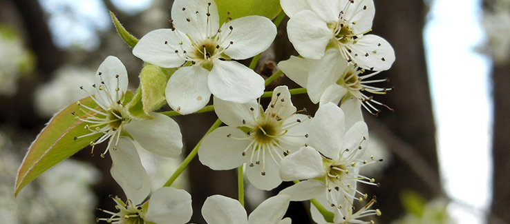 Trees considered messy include pyrus calleryana