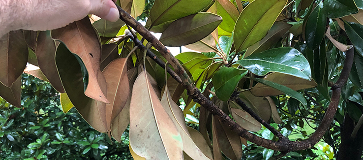 Brittle branches break when bent and can indicate that your tree is dead