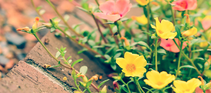 Landscape edging can be done with brick borders