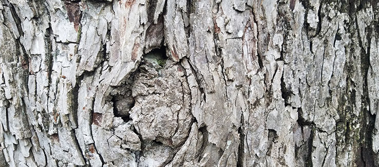 Dying oak tree symptoms include brittle dried out bark