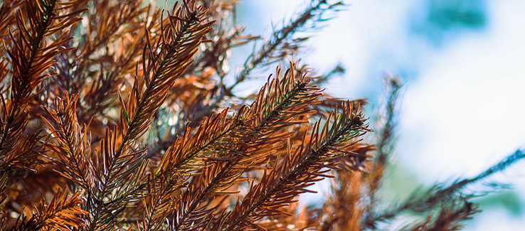 brown pine tree needles, symptoms of dying pine wilt disease