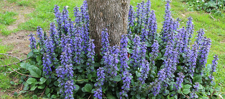 Some of the best ground cover plants include bugleweed