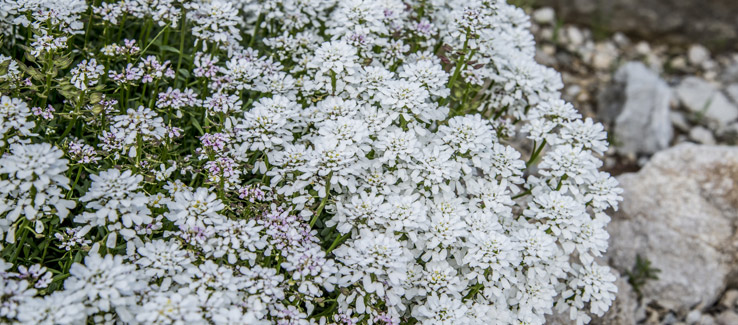 Candytuft flowering plant in fall yard blooming