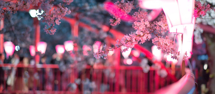 Cherry Blossom Festival