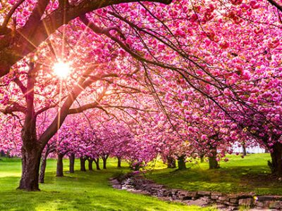 Discover tips for growing and caring for cherry blossom trees to ensure their health and idea planting locations, their pests, and pruning tips.