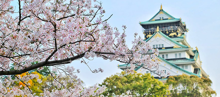 close-up of cherry blossoms - Japanese cultural significance