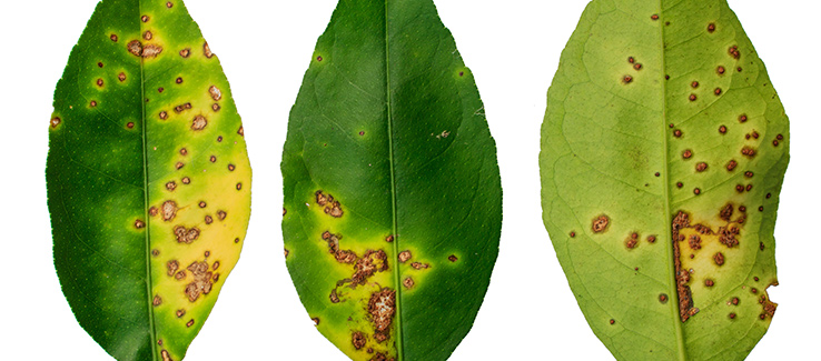 close-up of citrus tree leaf showing symptoms of citrus canker