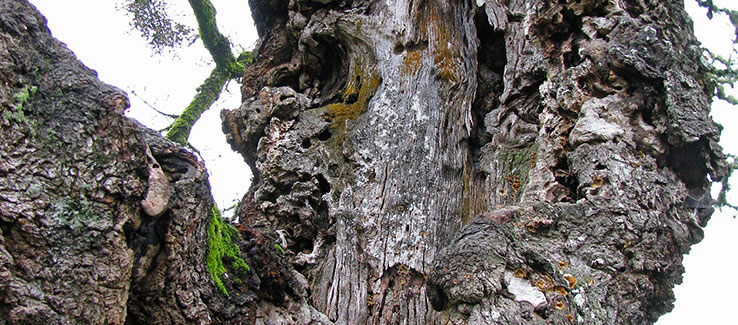 Dying oak tree symptoms include cracked or damaged bark