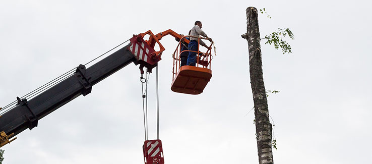 Massive tree removal jobs are typically crane assisted