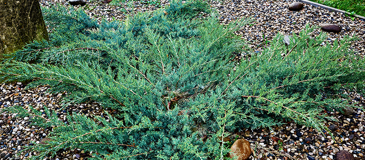 Some of the best ground cover plants include creeping juniper
