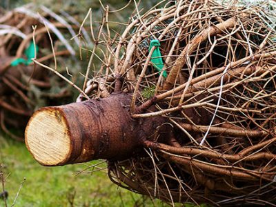 Live cut Christmas trees ready for purchase and transportation