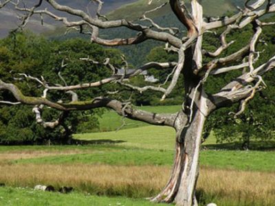 Dead tree with bark damage and complete loss of foliage