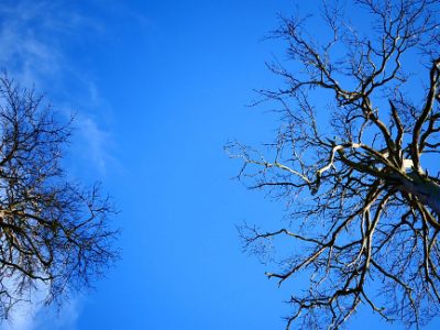 Dead trees with no foliage or signs of life