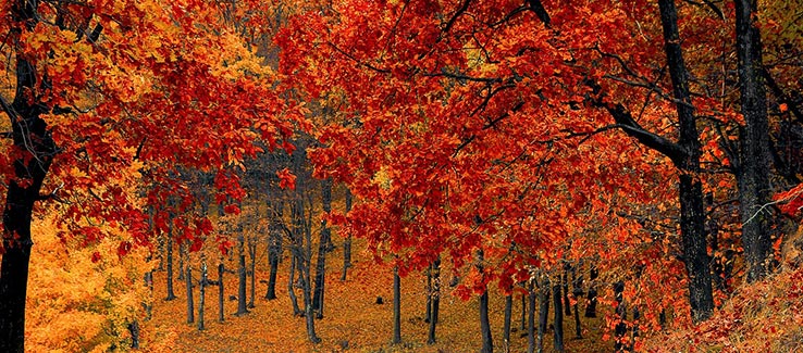 Deciduous trees with fall foliage