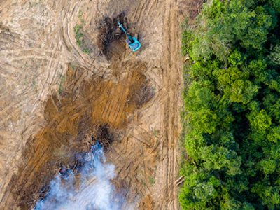 Deforestation of rainforests for farmland and cattle ranches