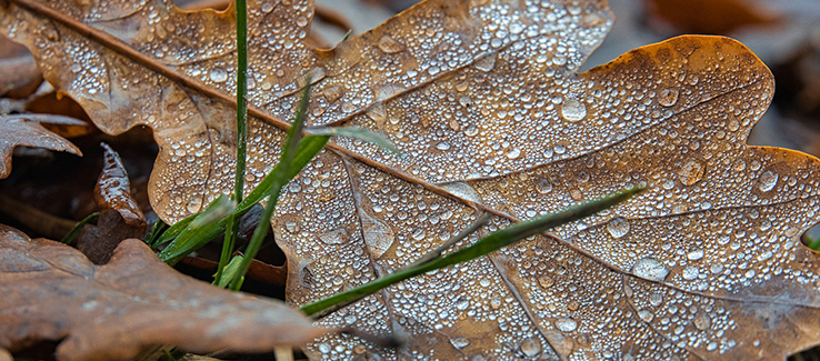 Tree diseases can travel by splashing water leaf infections can lead to secondary infections and devastating infestations