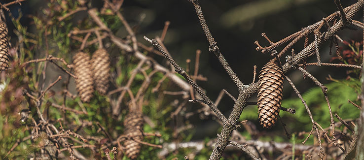 Dying pine tree with severe needle loss from disease