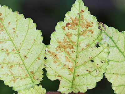 dutch elm disease on tree leaves