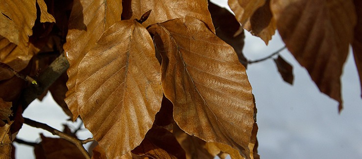 Tree foliage dying off season may indicate more serious problems.