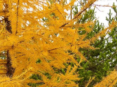 Dying pine tree with chlorosis